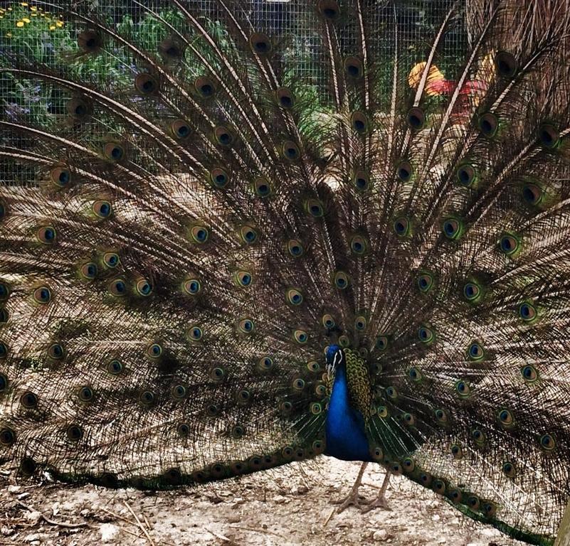 Coscio Di Badia Villa Naro Buitenkant foto