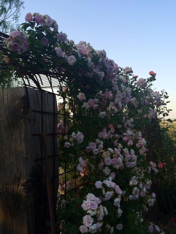 Coscio Di Badia Villa Naro Buitenkant foto